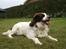 Engelsk springer spaniel Alice in wonderland - Du altid så nysgerig . 