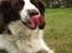 Engelsk springer spaniel Alice in wonderland - :D 