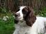 Engelsk springer spaniel Alice in wonderland - Alice på legepladsen . Haha