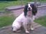 Engelsk springer spaniel Alice in wonderland - Så pænt du kan sidde .