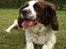 Engelsk springer spaniel Alice in wonderland - løbe , løbe , løbe..