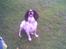 Engelsk springer spaniel Alice in wonderland - smukke .. 