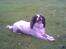 Engelsk springer spaniel Alice in wonderland - Så smuk . Lille prinsesse model .. 