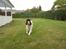Engelsk springer spaniel Alice in wonderland - Du så Fræk . .