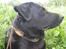 Labrador retriever Fido (formel 1) - hej! jeg hedder Fido ! jeg vil blive glad hvis du bedømte mig efter hvor flot du syne sjeg er, og hvor gode mine billeder er!
