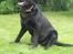 Labrador retriever Fido (formel 1) - her sidder jeg i haven, og puster efter en løbetur efter postbuddet !