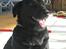 Labrador retriever Fido (formel 1) - godt billede ! ik? ;P