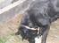 Labrador retriever Fido (formel 1) - rrhhhh ! overgi dig bold!