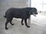 Labrador retriever Fido (formel 1) - hvaad ? når billede !