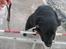 Labrador retriever Fido (formel 1) - se hvor flot jeg springer !
