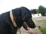 Labrador retriever Fido (formel 1) - aahh se om min tunge ka nå helt ned til jorden , herfra denne halmballe ?