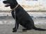 Labrador retriever Fido (formel 1) - så fint jeg sidder her!