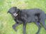 Labrador retriever Fido (formel 1) - arhh ! dejligt at slappe af i haven ..