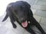 Labrador retriever Henneberg´s Elvis <3 - Elvis min lille skat 