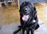 Labrador retriever Henneberg´s Elvis <3 - nyt ! inde i stuen :)