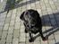 Labrador retriever Henneberg´s Elvis <3 - nyt ! ude på tarassen  :)