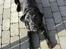 Labrador retriever Henneberg´s Elvis <3 - nyt ! du bare så dejlig :)