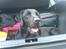 Labrador retriever Henneberg´s Elvis <3 - min hund elvis :)