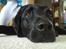 Labrador retriever Henneberg´s Elvis <3 - hvor er jeg bare træt