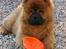Chow chow tajo R.I.P