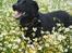 Labrador retriever Fido (formel 1) - uhh det ser godt ud når jeg står her og falder i med blomsterne ;)