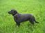 Labrador retriever Fido (formel 1)