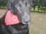 Labrador retriever Fido (formel 1) - Fido, med sit nye tørklæde !! 