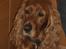 Cocker spaniel Mille  --Himmelhund-- - endnu en gang 