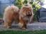 Chow chow Malekit's Basil - Basse :) 5 år gammel.  