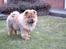 Chow chow Malekit's Basil - Hva er der, derover? ;)