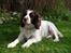 Engelsk springer spaniel Alice in wonderland