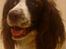 Engelsk springer spaniel Alice in wonderland