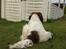 Engelsk springer spaniel Alice in wonderland
