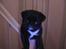 Mops Berta