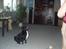 Mops Berta