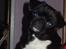 Mops Berta