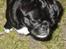 Mops Berta