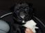 Mops Berta