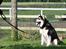 Alaskan malamute Maluq    R.I.P  august 2011 - 9 måneder .. ja ja min mor forsøger sig med noget hun kalder hundetræning