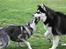 Alaskan malamute Maluq    R.I.P  august 2011 - Endelig blev det tid til lidt leg/hygge efter en laaang time på træningsbanen