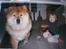Chow chow Ronja *DØD* :'( - Os igen :)  {Sorry kvaliteten men det er taget fra et foto}