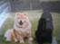 Chow chow Ronja *DØD* :'( - Ronja og chi chi (vores anden gamle hund)  {Sorry kvaliteten men det er taget fra et foto}