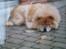 Chow chow Ronja *DØD* :'( - Ronja der dovner :)  {Sorry kvaliteten men det er taget fra et foto}
