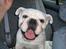 Blanding af racer (engelsk bulldog) Molly - Det er så mig . . . Molly :o)