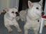 Blanding af racer (engelsk bulldog) Molly - Sammen med min "reservemor"