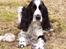 Engelsk springer spaniel Rowntree Indra at Zima - Billede fra i efteråret