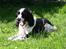 Engelsk springer spaniel Rowntree Indra at Zima - Træt lille pige