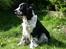 Engelsk springer spaniel Rowntree Indra at Zima - Indi har det varmt