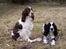Engelsk springer spaniel Rowntree Indra at Zima - To skønne hunde