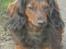 Dværggravhund freja R.I.P 12/2 2011